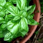 morebasil